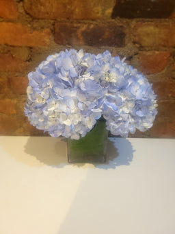 Blue hydrangea