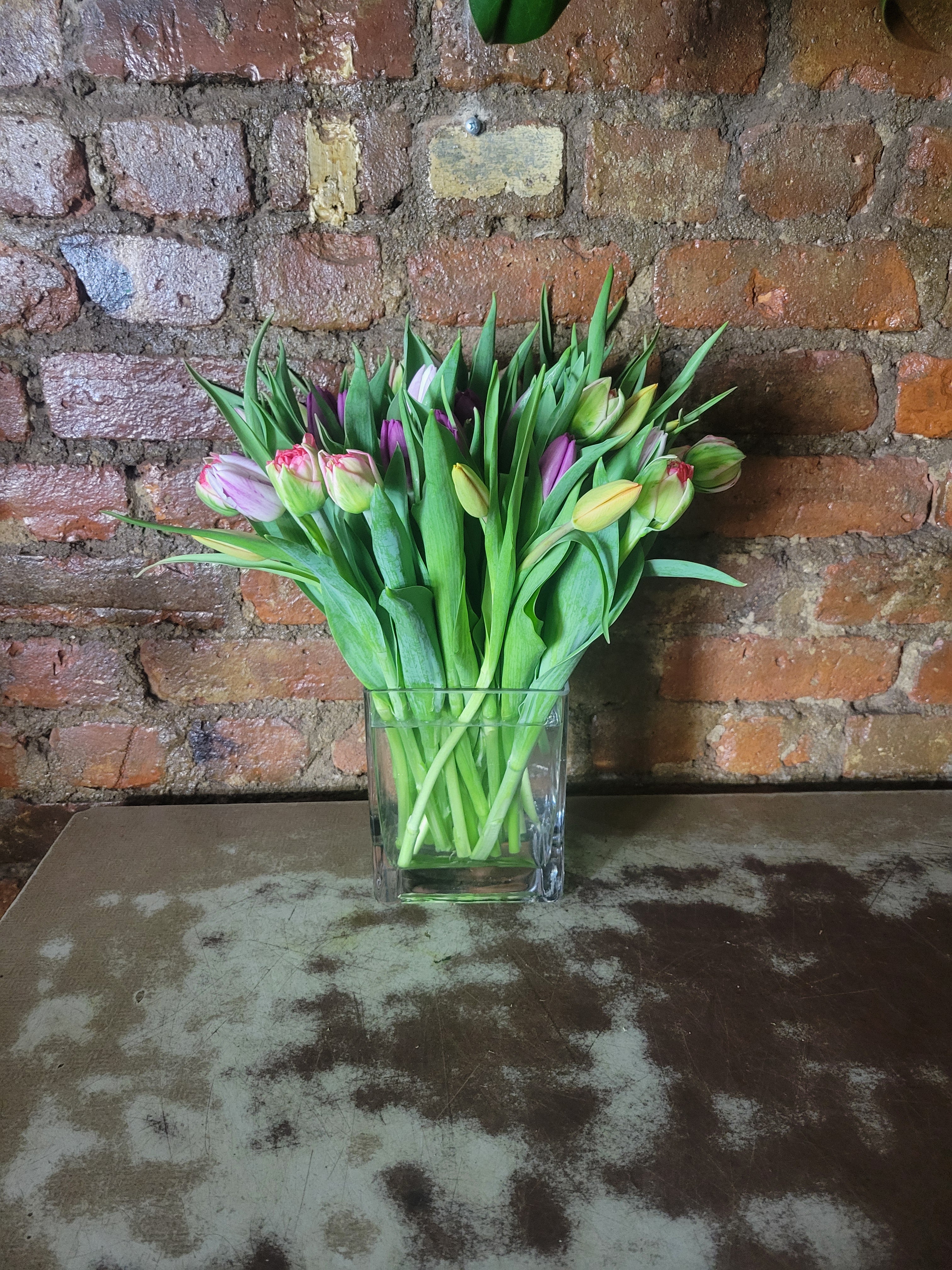 Tulips