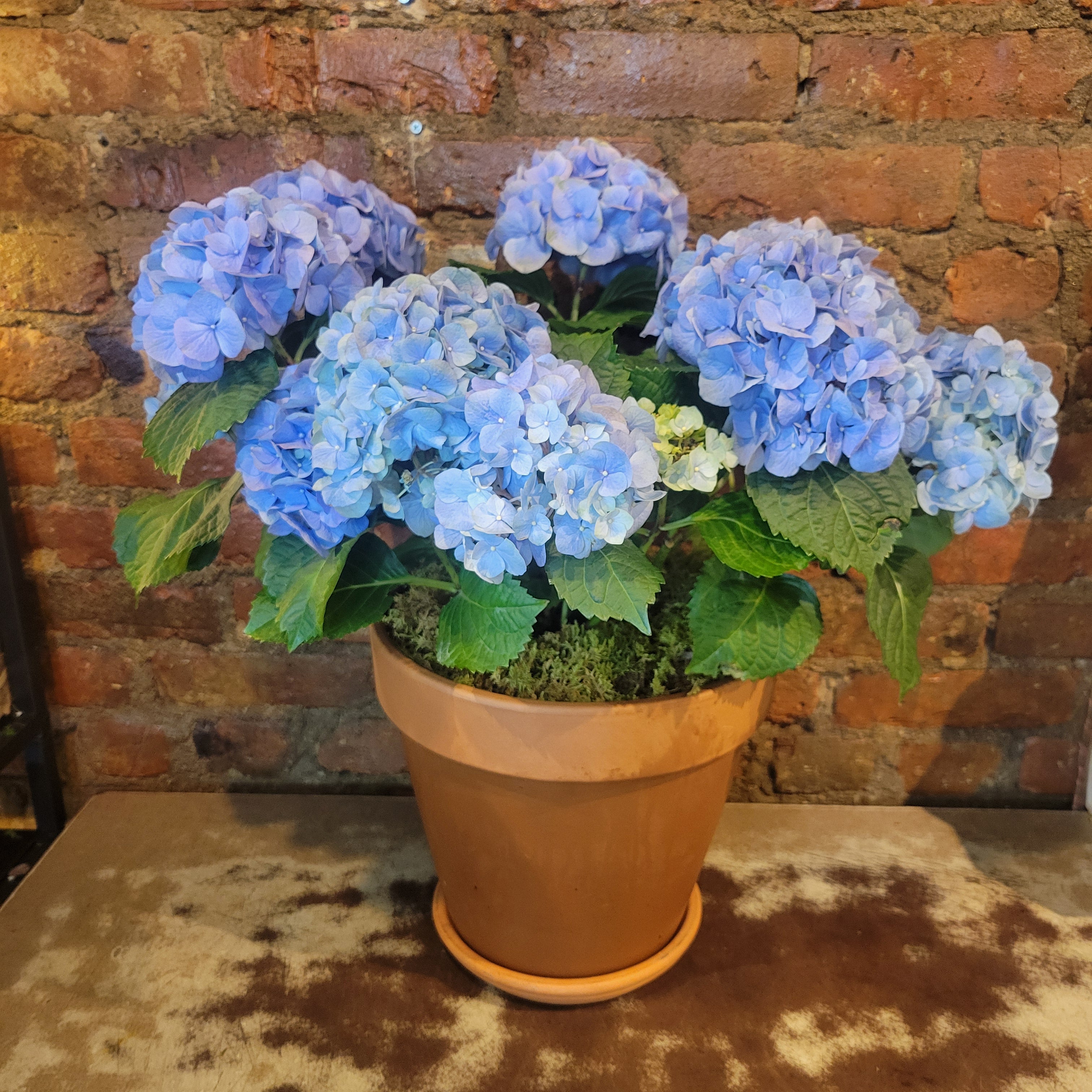 Blue Hydrangea plant