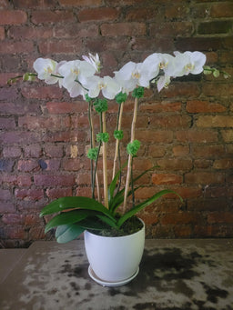 white orchid plant