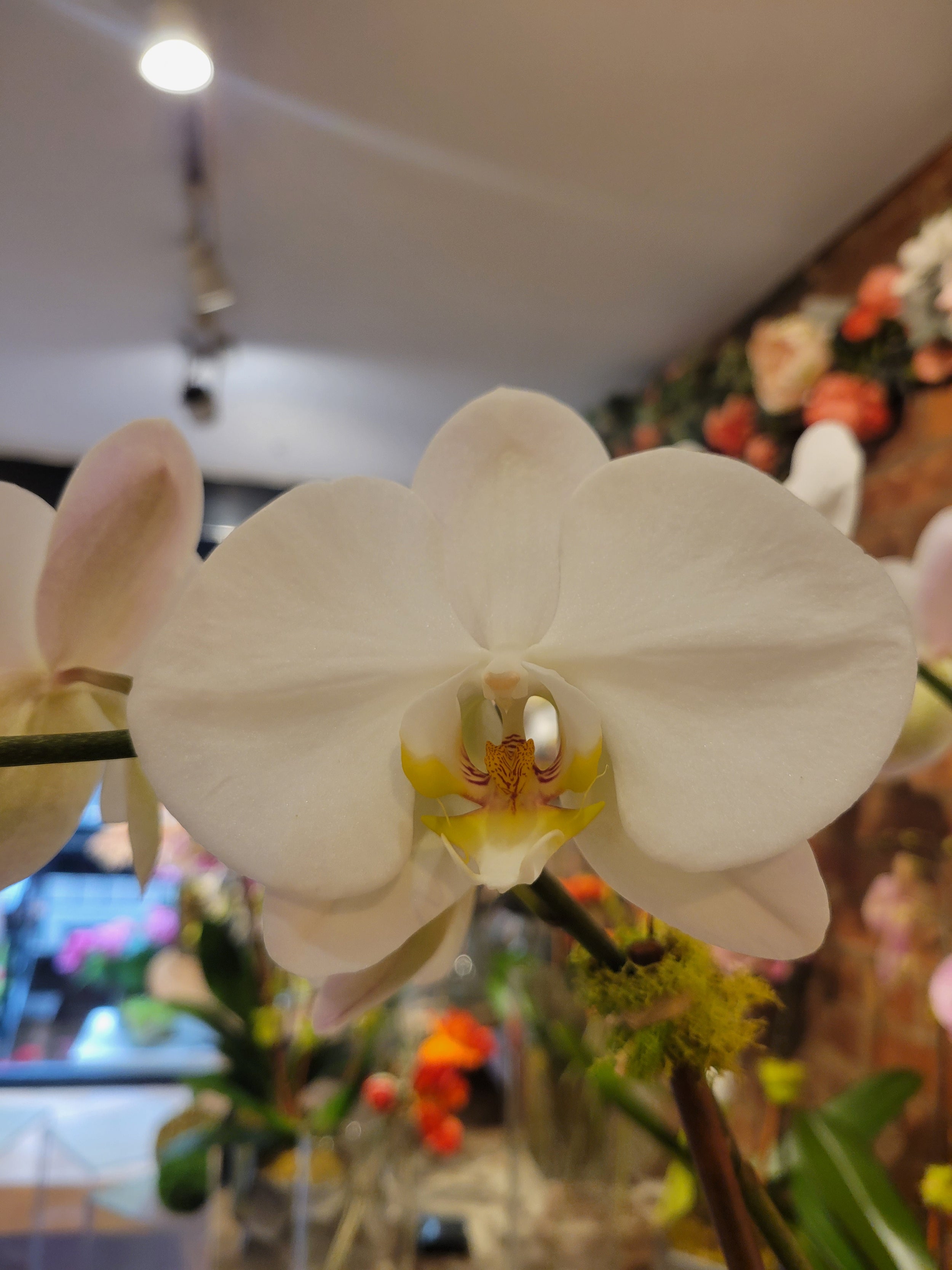 white orchid plant