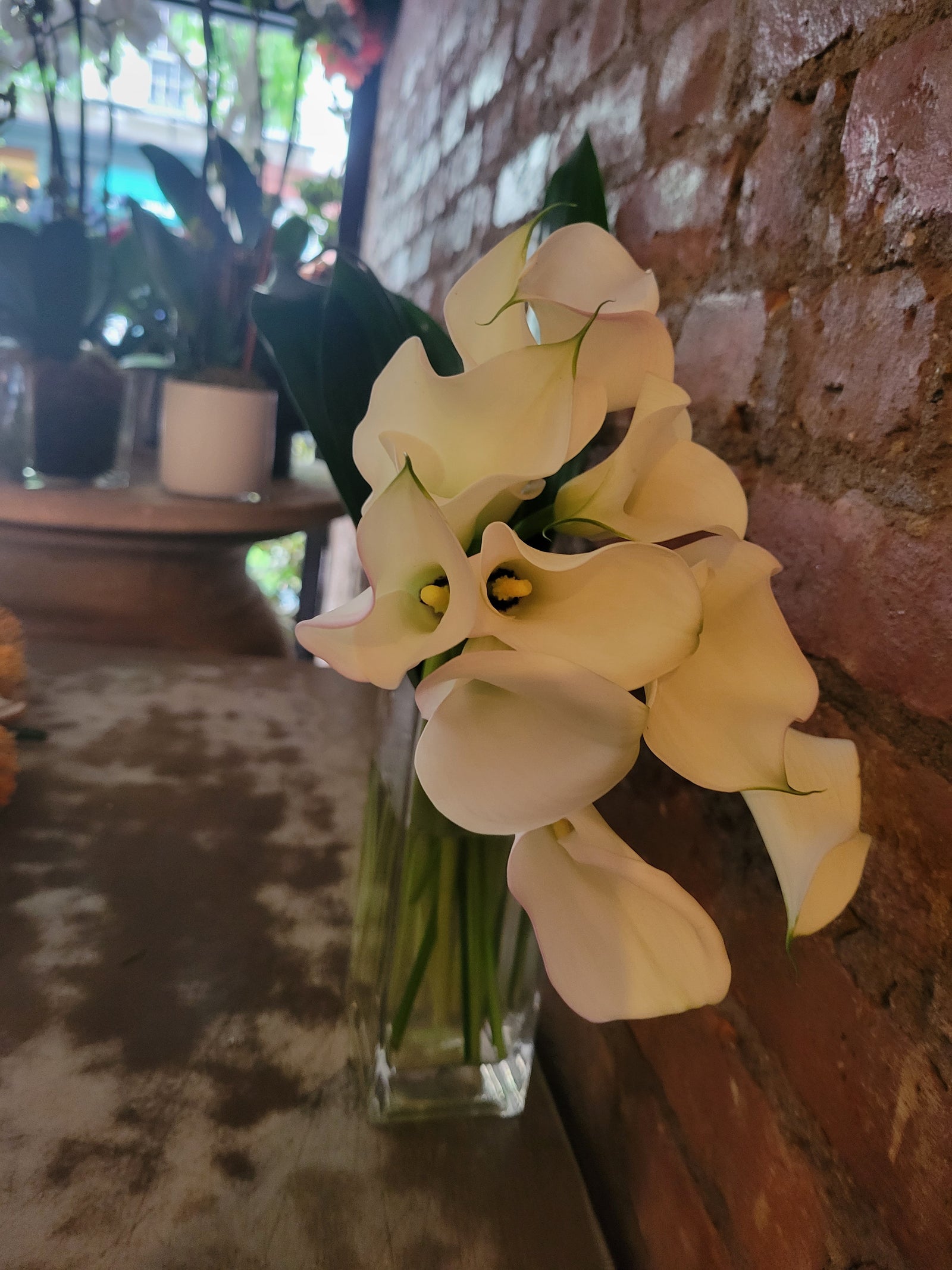 Calla Lilies
