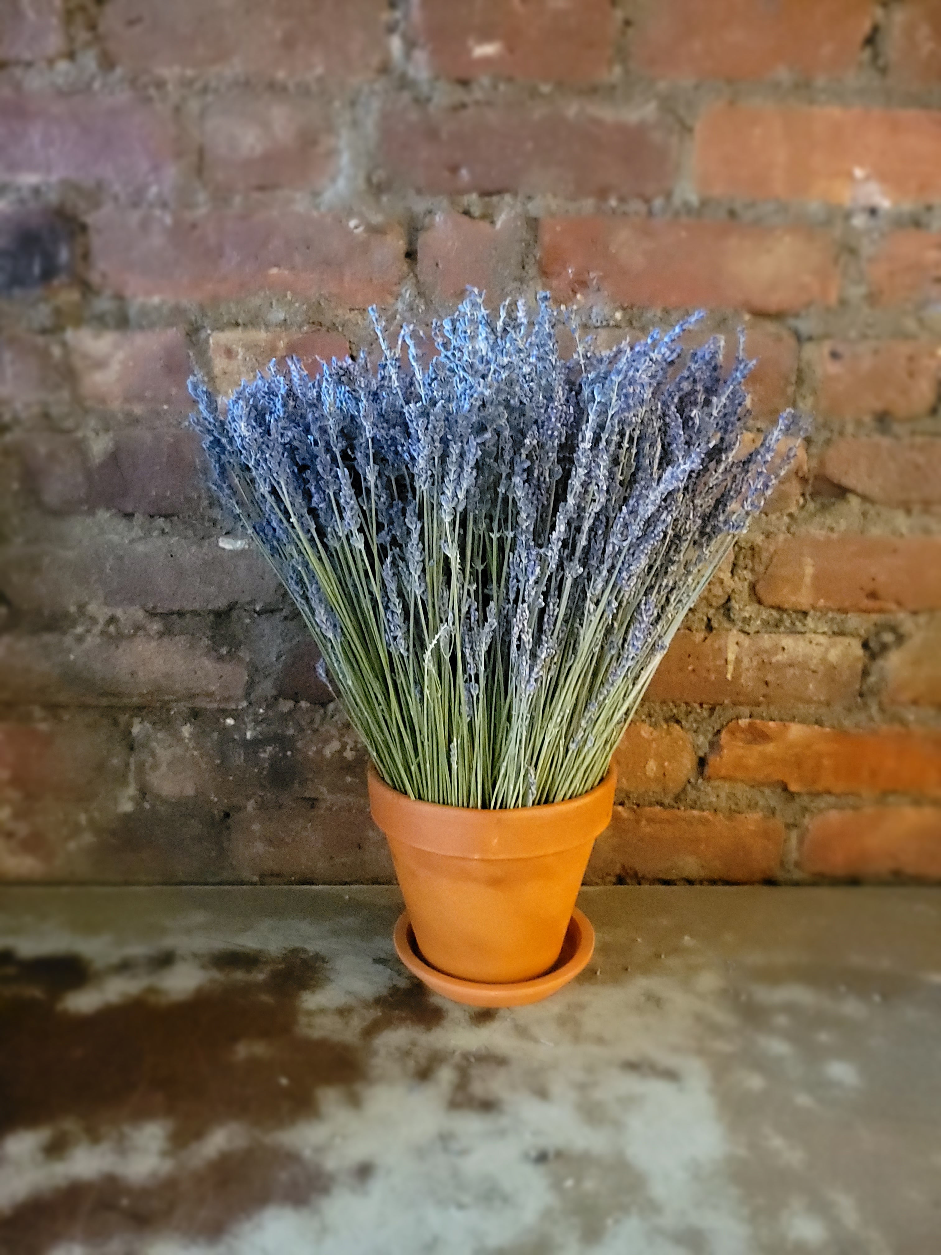 Italian Lavender