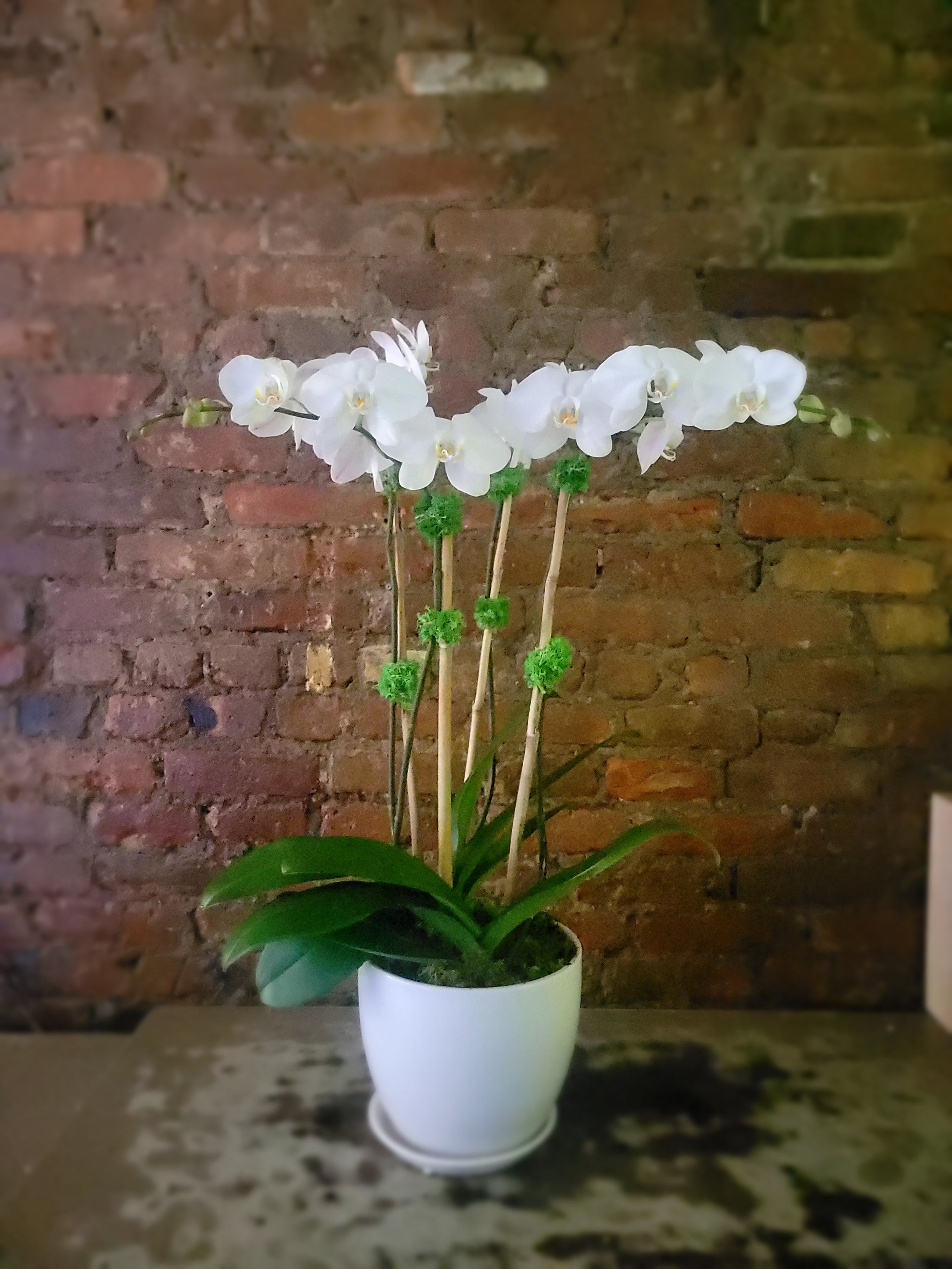 White orchid plant