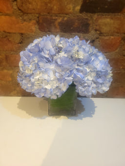 Blue hydrangea 