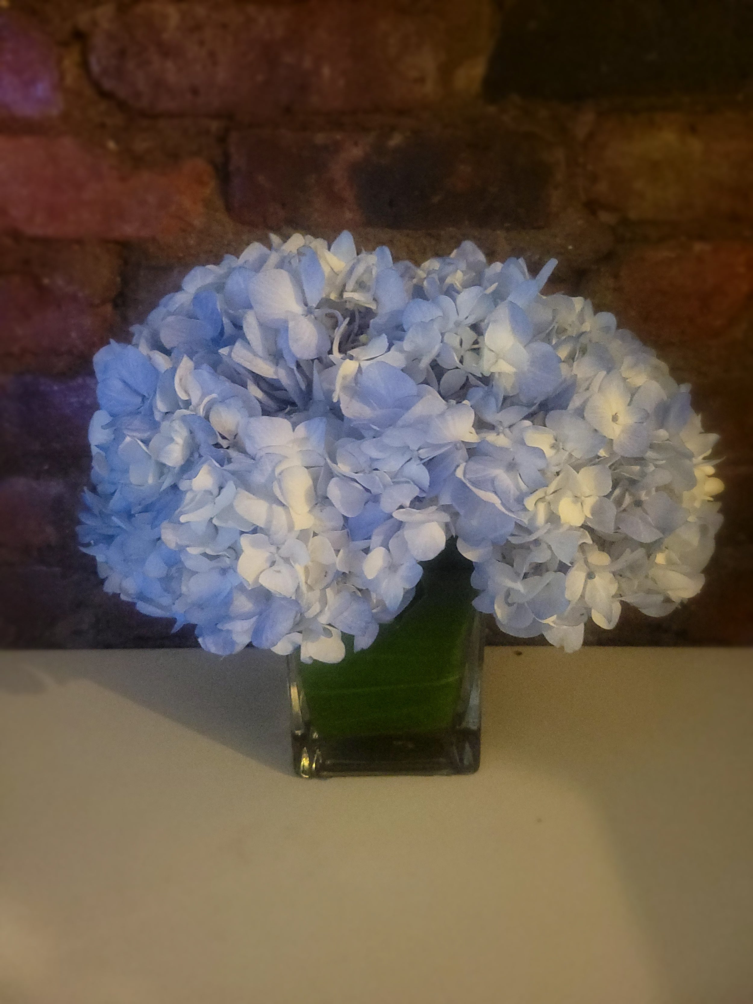 Blue Hydrangea