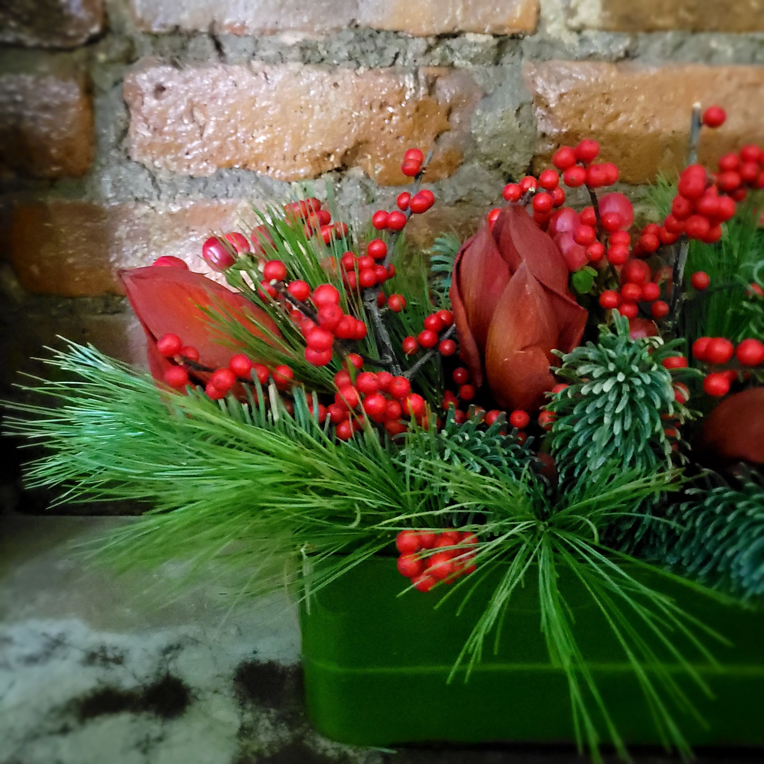 abalone centerpiece with red berries, red amaryllis red roses and inter greens