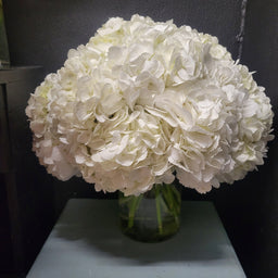 White Hydrangeas