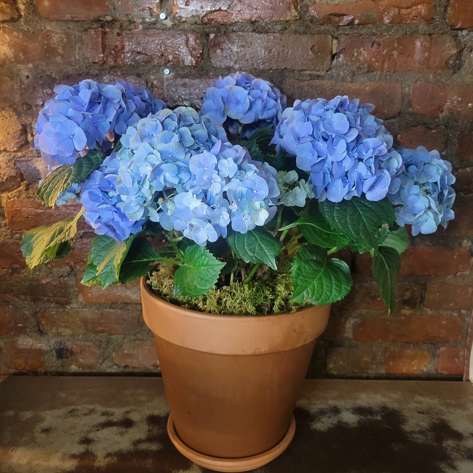 Blue Hydrangea plant