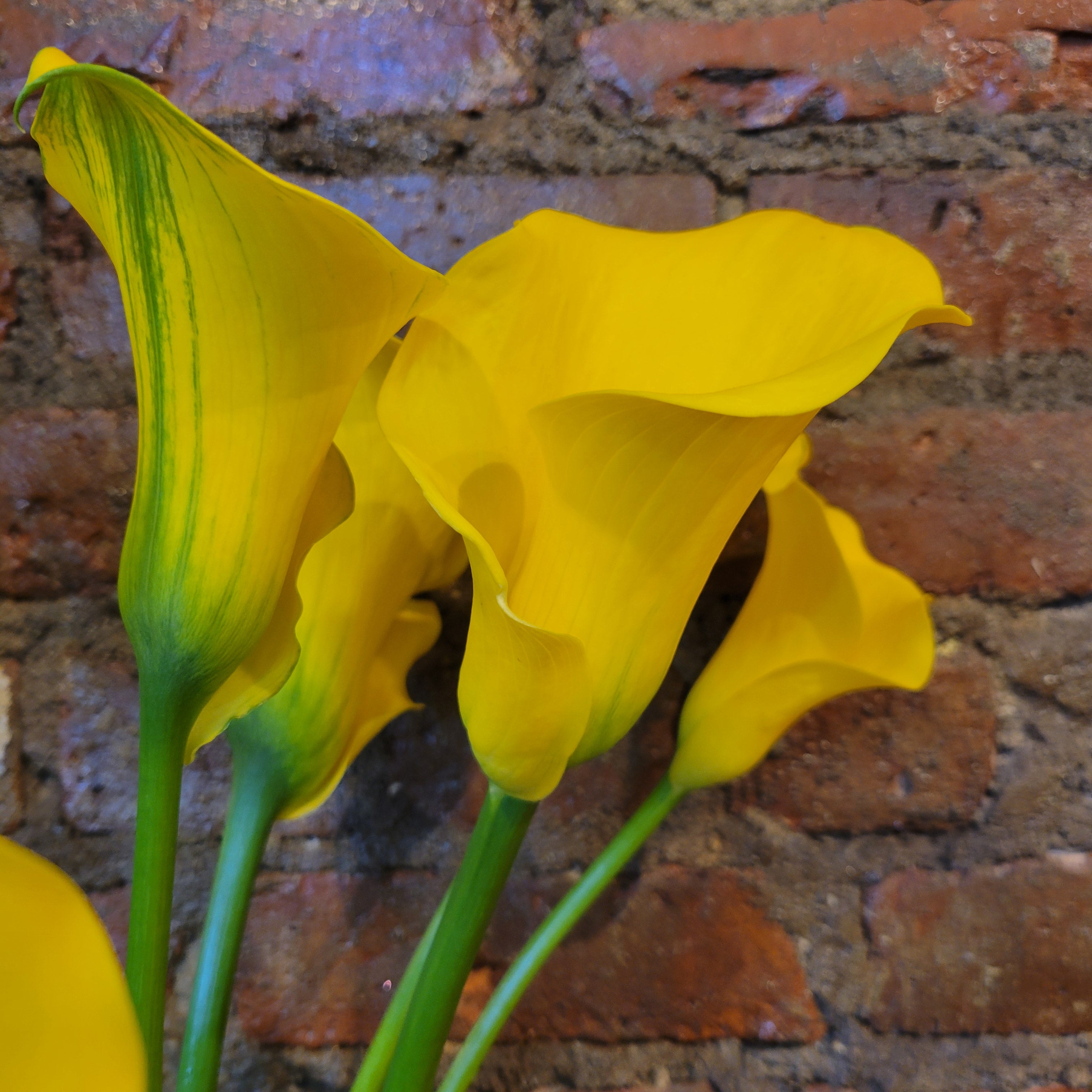 Calla Lily