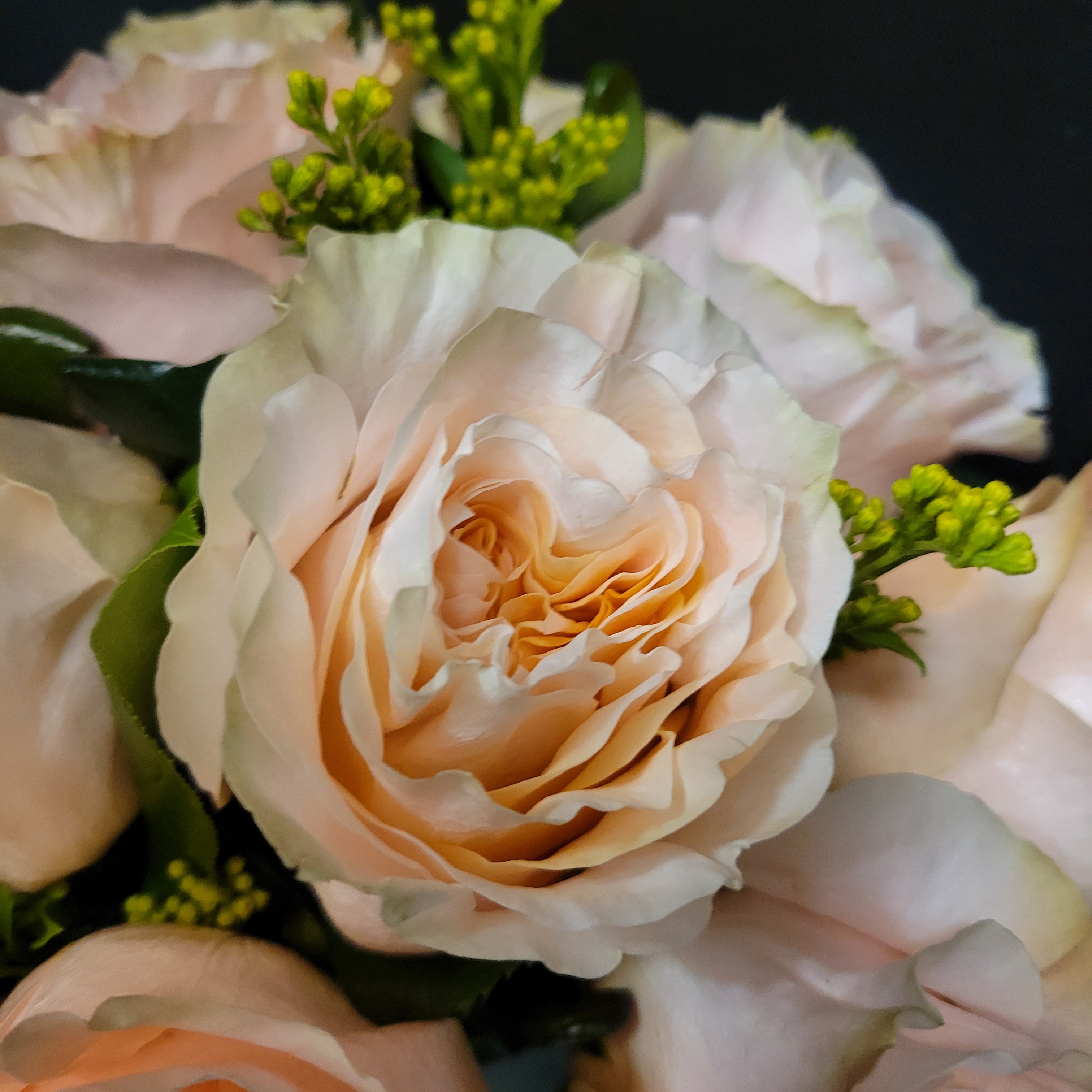 Princess crown roses