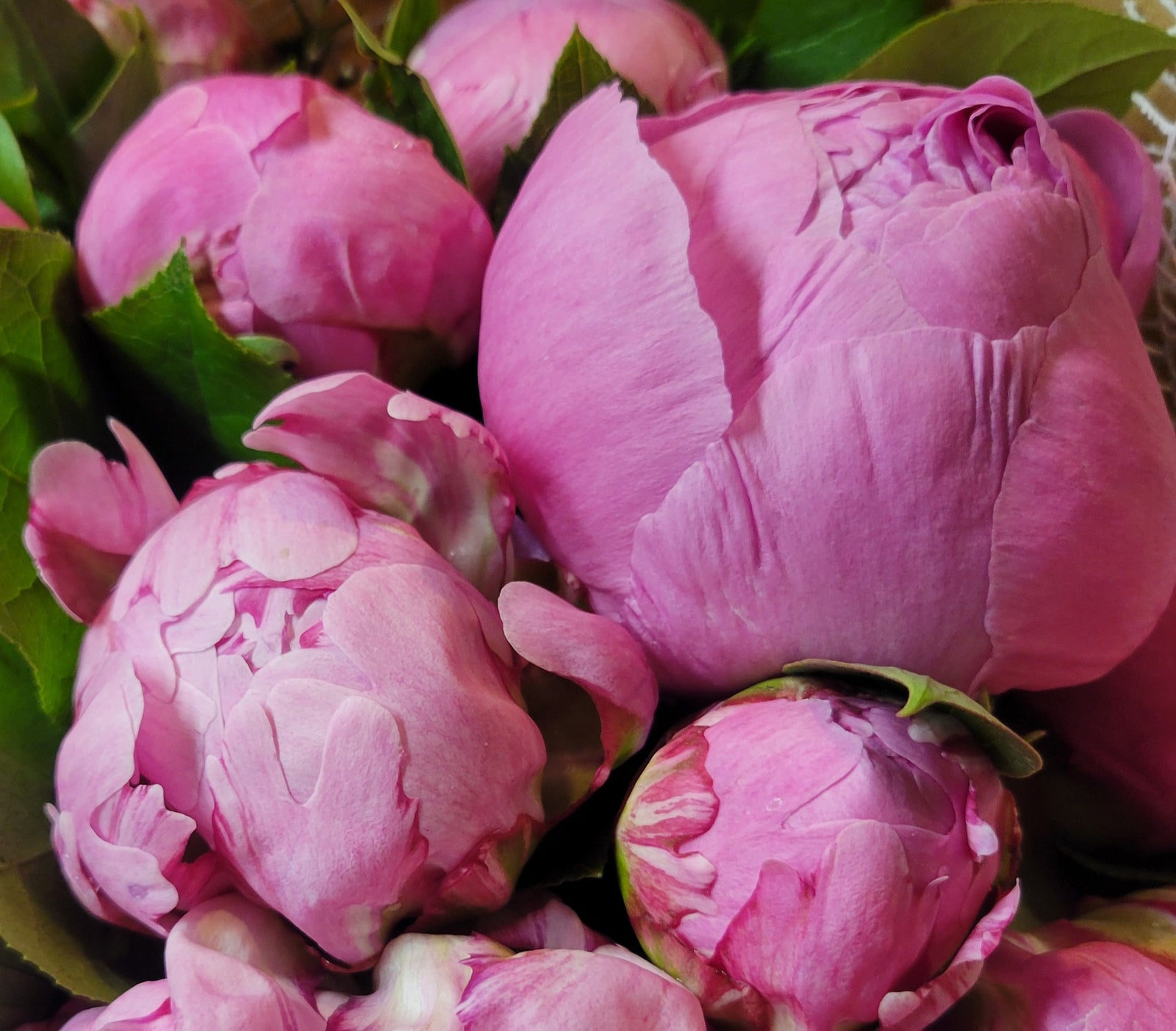 Pink Peonies