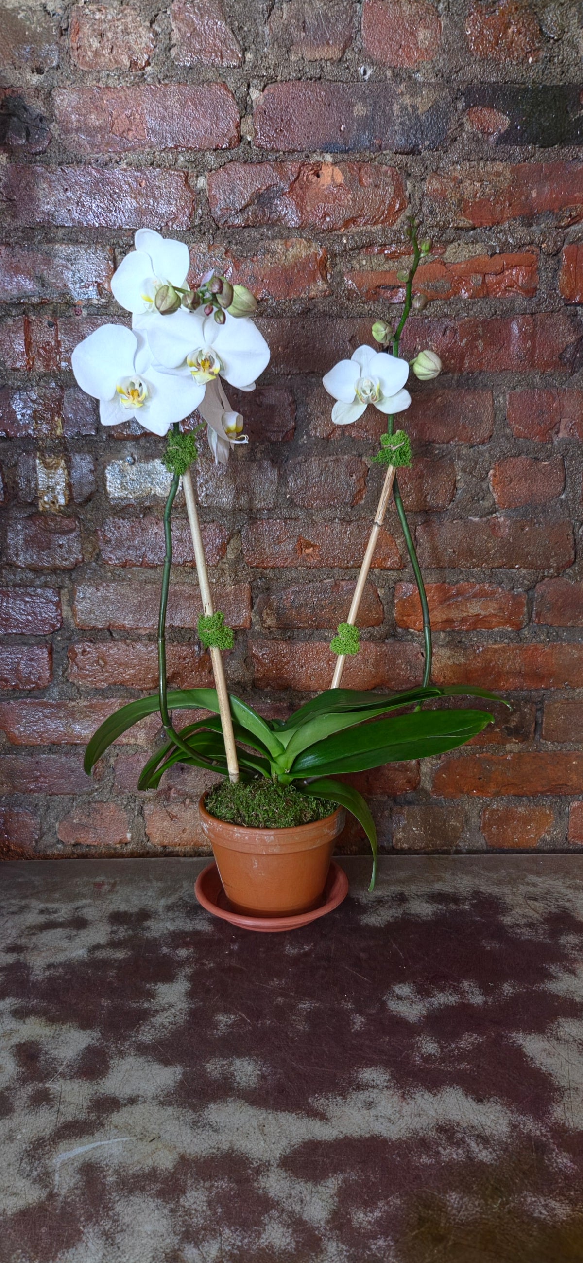 White butterfly orchid