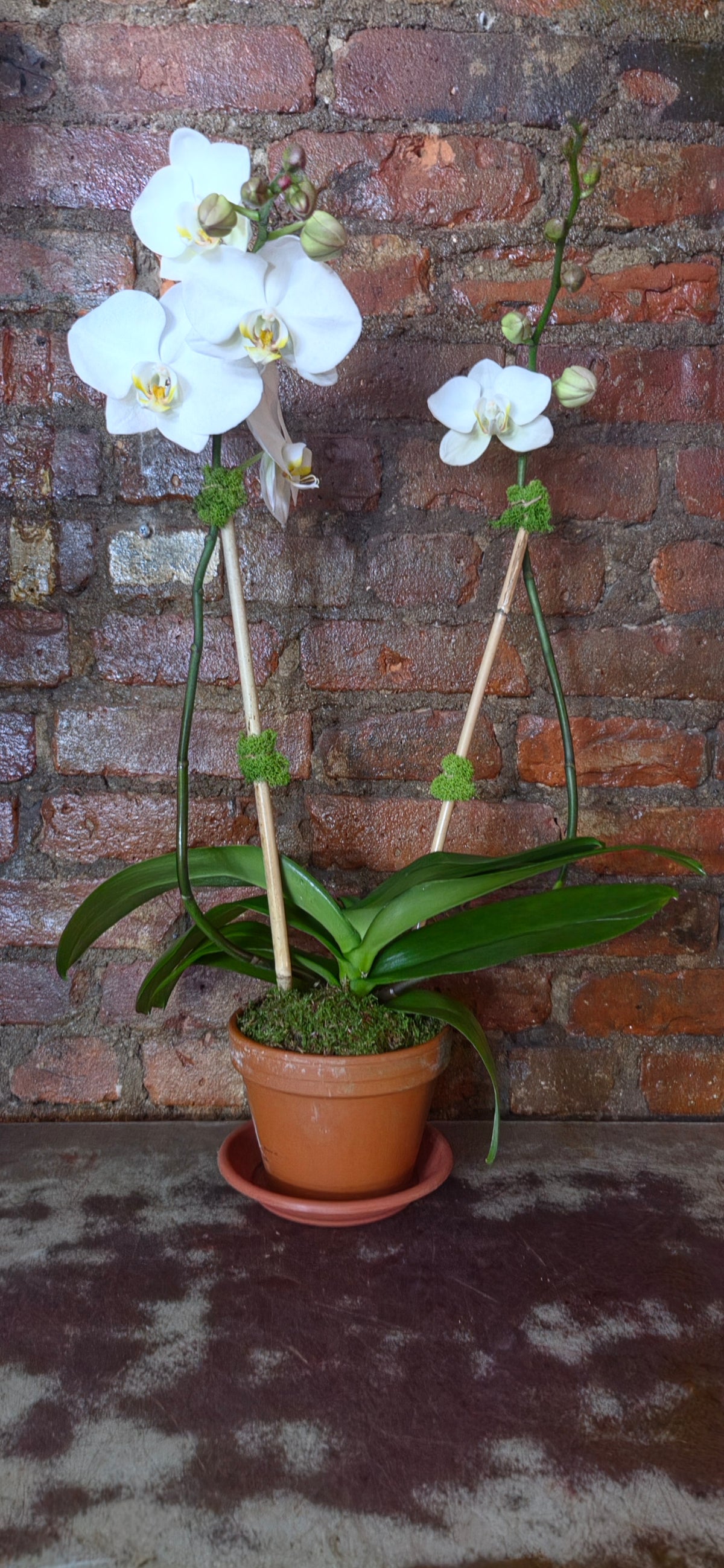White butterfly orchid