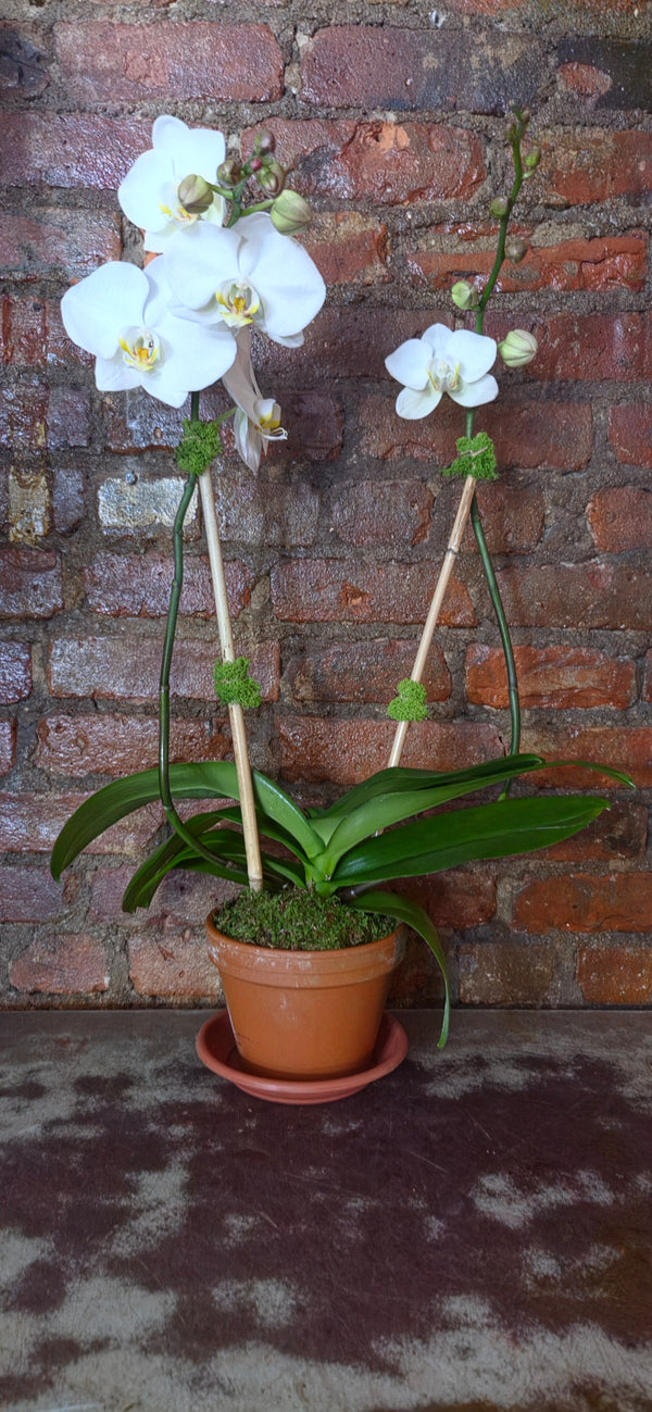 White butterfly orchid