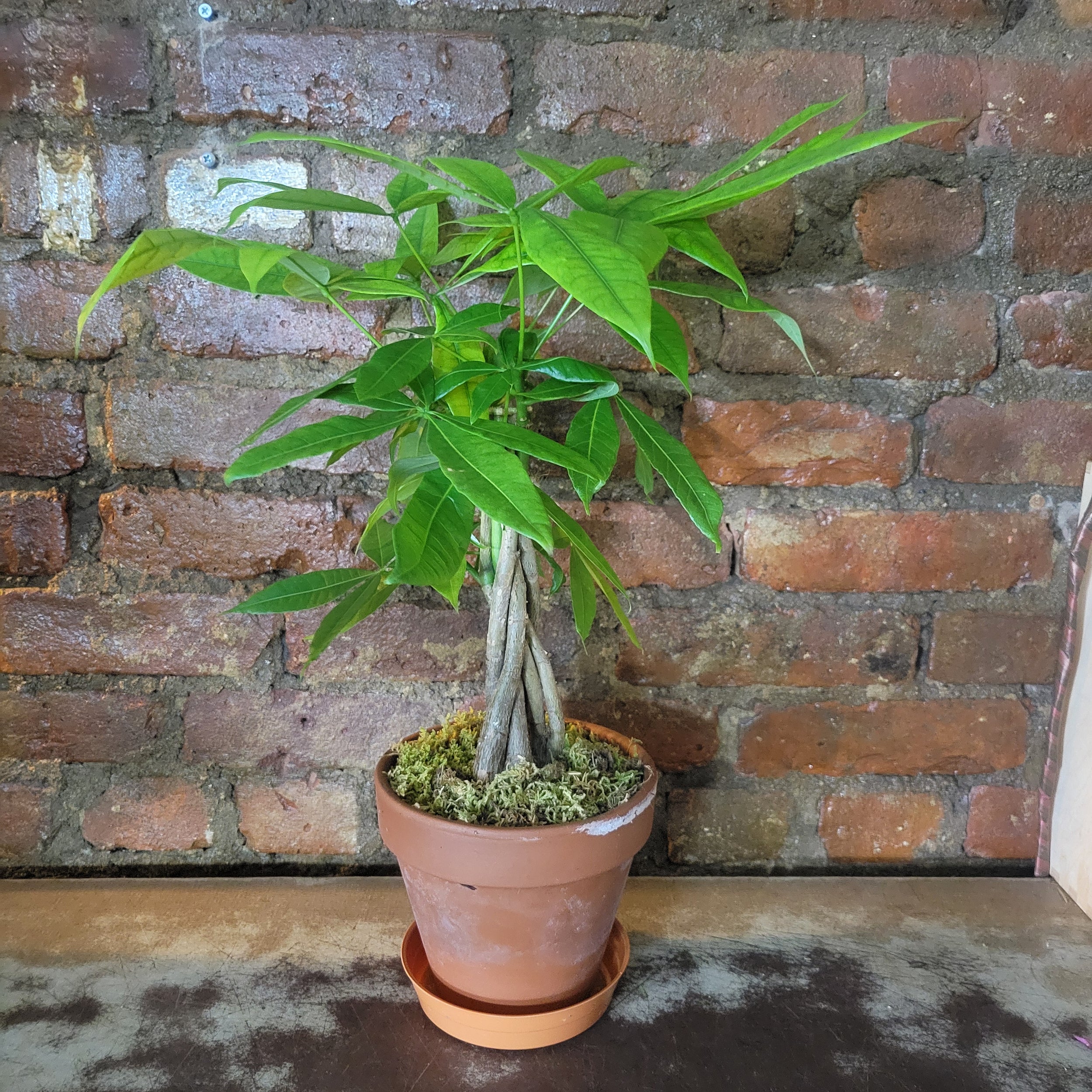 money tree with flowers Money Tree · Art in Flowers 2