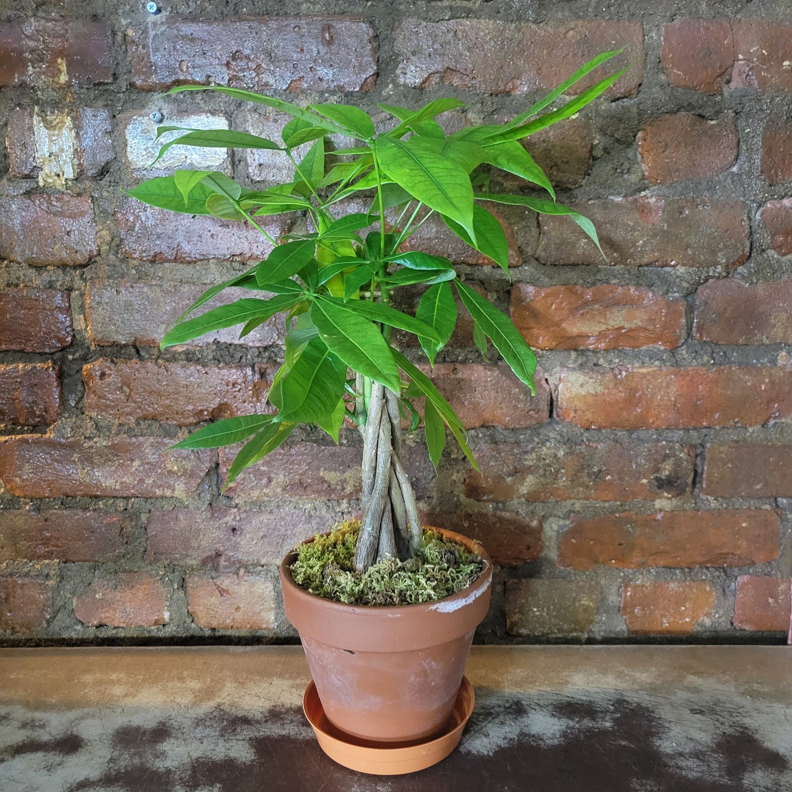 money tree nyc Money Tree · Art in Flowers 2
