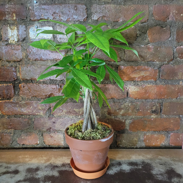 Money tree plant