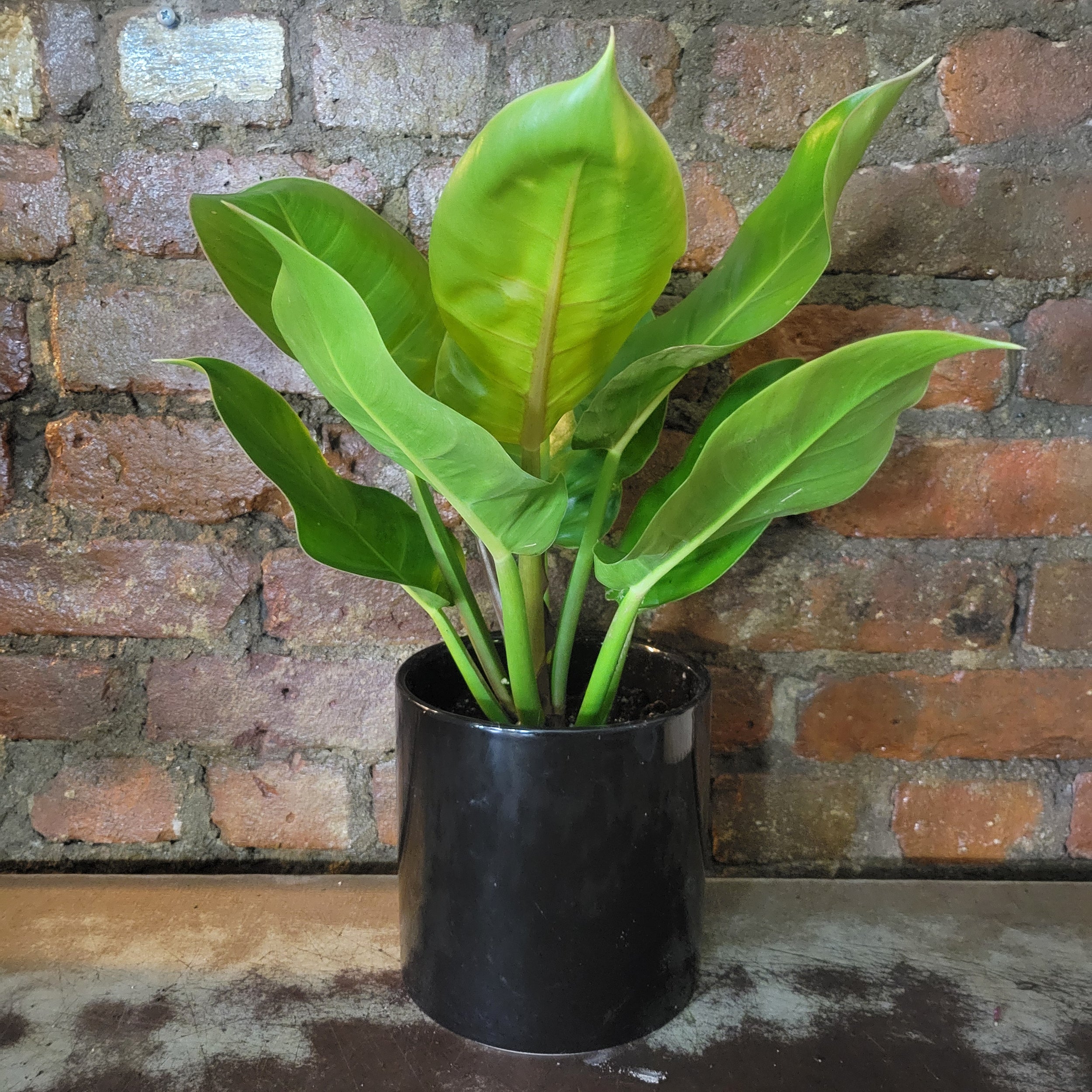 Philodendron Moonlight plant