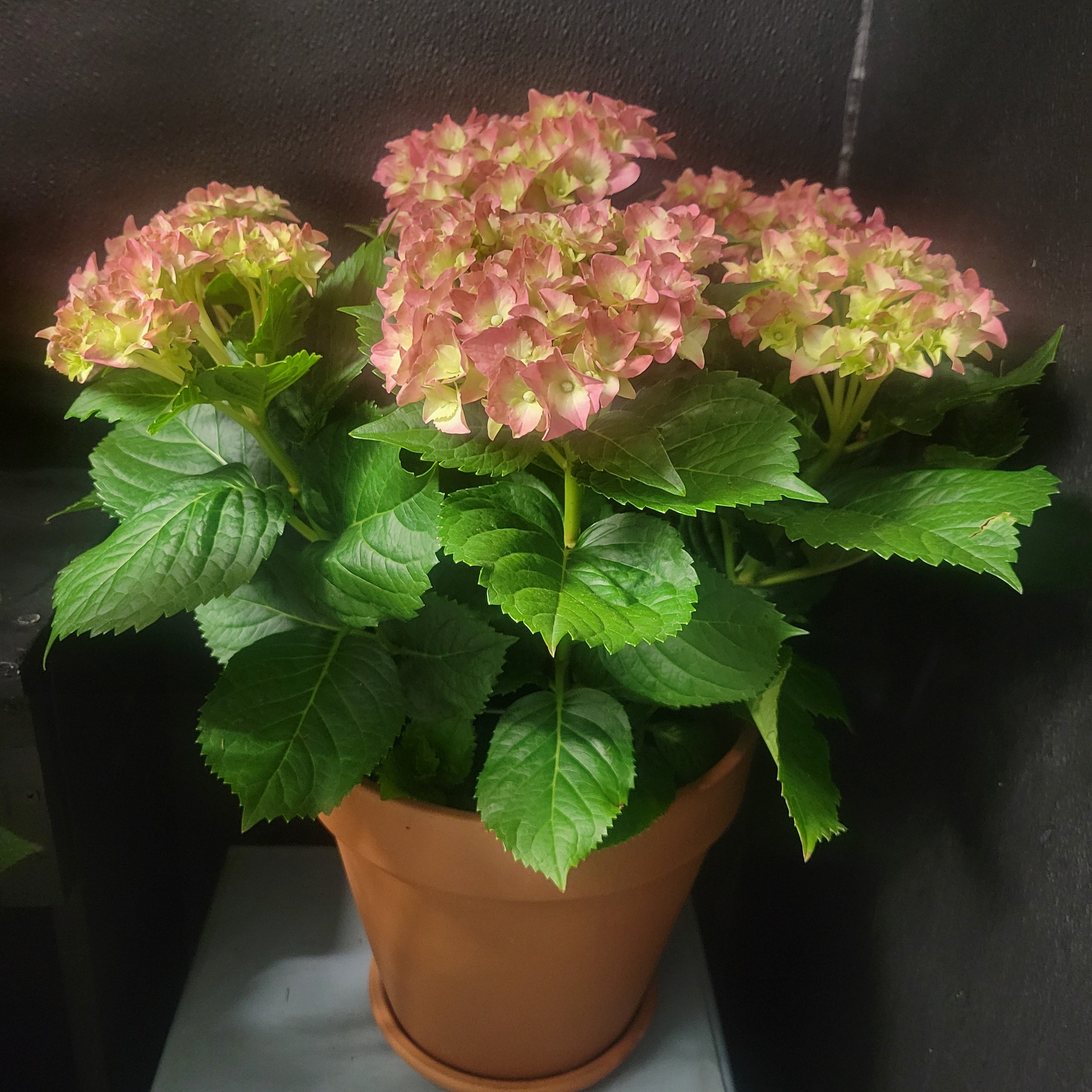 plant