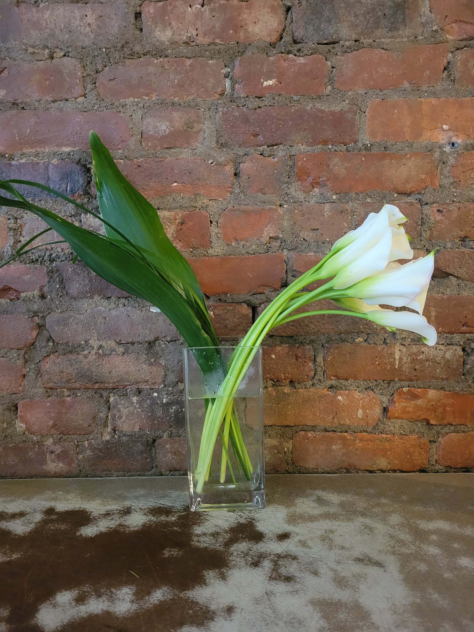 white calla lilies