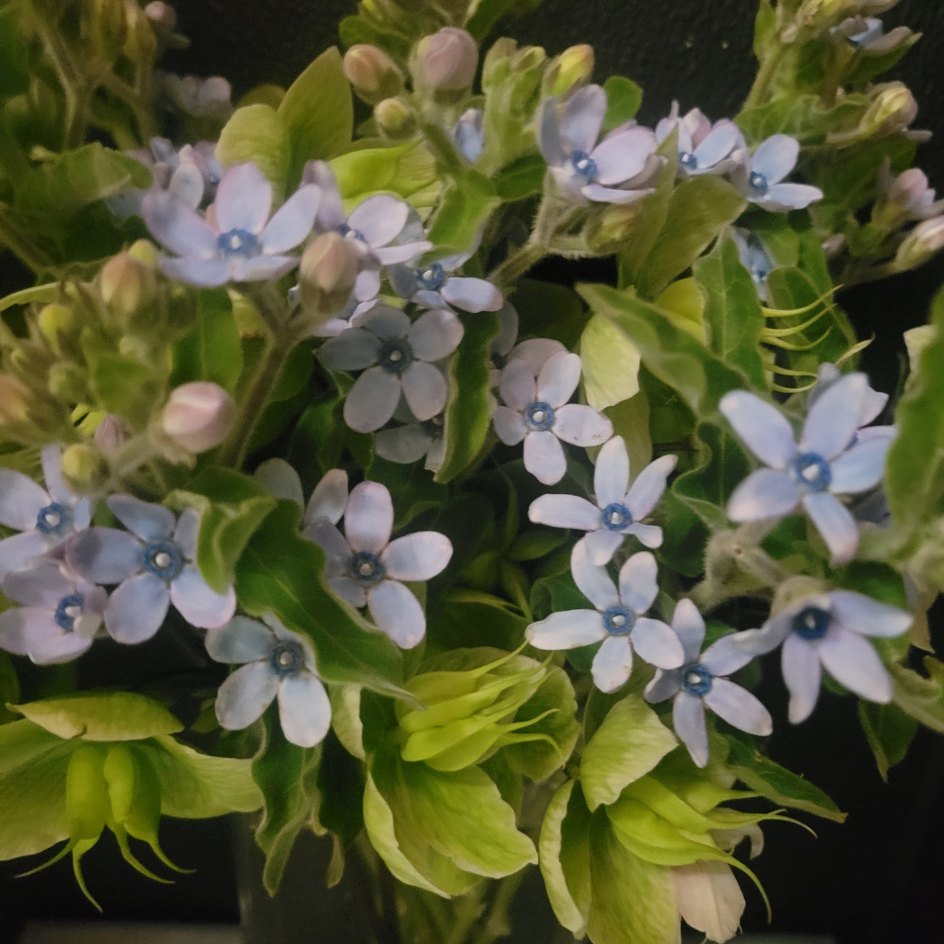 Azul